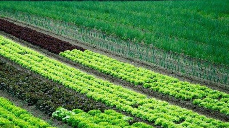 农业产业园观赏植物品种选择：如何打造绿色生态景观**