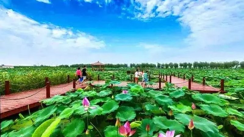 如何科学选择种子农药套餐？揭秘关键要素