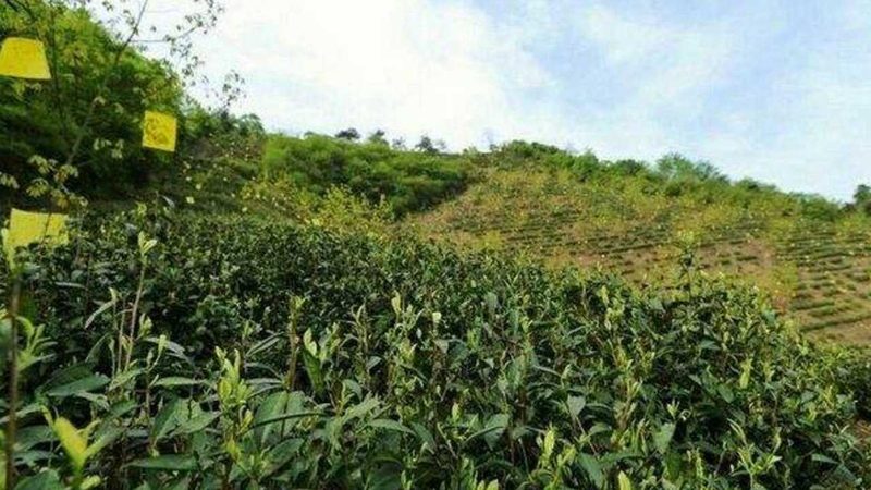 成都绿色食品包装定制公司