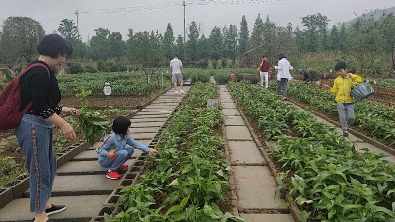 排水不畅的田块，种什么都白费力气