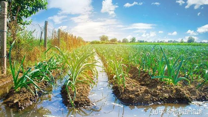 山地丘陵地区种什么粮食好？因地制宜是关键