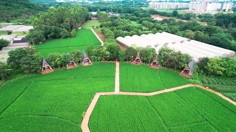 成都家庭农场加盟扶持政策解读：助力农业现代化**