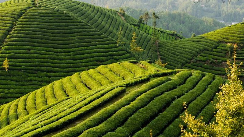 果蔬配送合同范本：构建稳定供应链的关键要素